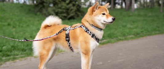 🐾🌟 Harnessing Health & Happiness: A Guide to the Perfect Fit! 🌟🐾 - MakPaws