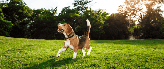 🐾💰 Investing in Your Pup's Comfort: Why Quality Matters! 💎🐕 - MakPaws