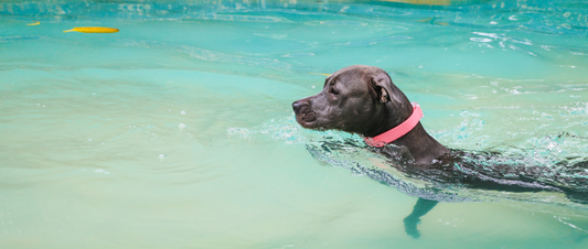🌊🐾 Dive into Fun: Essential Skills for a Safe Seaside Vacation with Your Dog 🏖🐶 - MakPaws