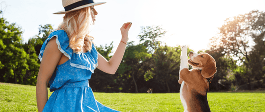 5 Activities You Can Do with Your Dogs This Spring πΈ - MakPaws
