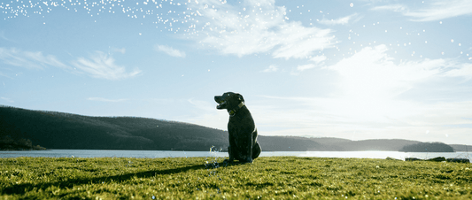 π World Day Woofs: Celebrating Earth and Our Pawesome Pals! πΎ - MakPaws