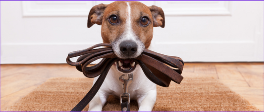 πΎ Dogs and Collars: Style, Safety, and Expression πΎ