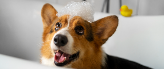 🛁🐶 Suds, Scrubs, and Smiles: The Art of Proper Dog Bathing! 🐾✨ - MakPaws