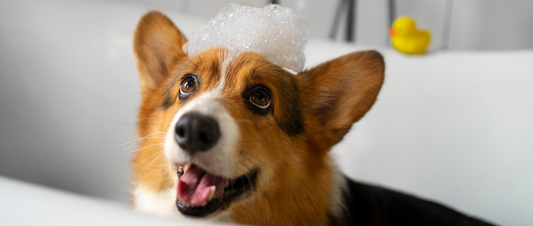 🛁🐶 Suds, Scrubs, and Smiles: The Art of Proper Dog Bathing! 🐾✨