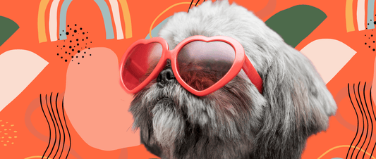 Embracing the Canine Magic: A Journey into the Heartwarming World of Dogs 🐾🌈 - MakPaws