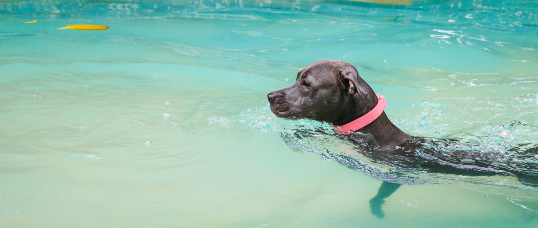 🌊🐾 Dive into Fun: Essential Skills for a Safe Seaside Vacation with Your Dog 🏖🐶