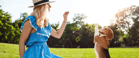5 Activities You Can Do with Your Dogs This Spring 🌸 - MakPaws