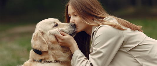 🐾 The Incredible World of Dogs: The Mysterious Journey of Our Loyal Companions 🌟