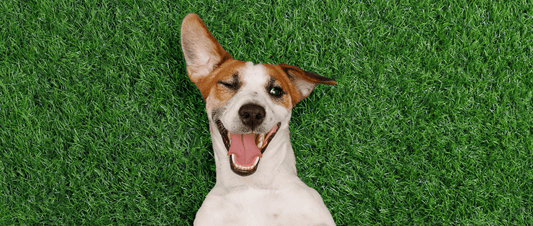 🐾 7 Fascinating Facts About Dogs You Need to Know 🐶💡 - MakPaws