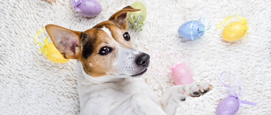 Easter and Dogs: A Loving Celebration 🐾 - MakPaws