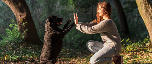 🐾❤️ Unlocking the Power of Positive Training! ❤️🐾 - MakPaws