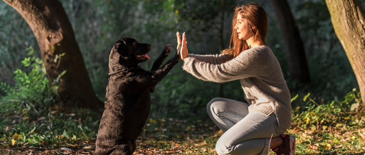 🐾❤️ Unlocking the Power of Positive Training! ❤️🐾