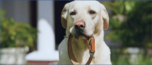 Choosing the Right Size: A Guide to Dog Collars and Harnesses for Every Breed