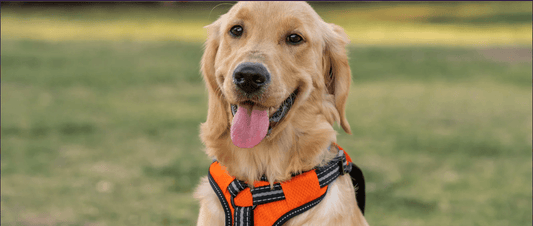Handmade vs. Mass-Produced Dog Products: What’s Better for Your Pet?