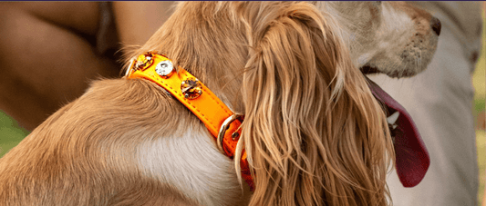 Why Swarovski Collars Are Perfect for Your Stylish Dog