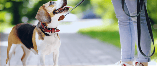 Stylish Yet Sustainable: The Rise of Eco-Friendly Dog Accessories