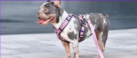 Handmade Dog Harnesses: The Art of Craftsmanship and Quality for Your Furry Friend